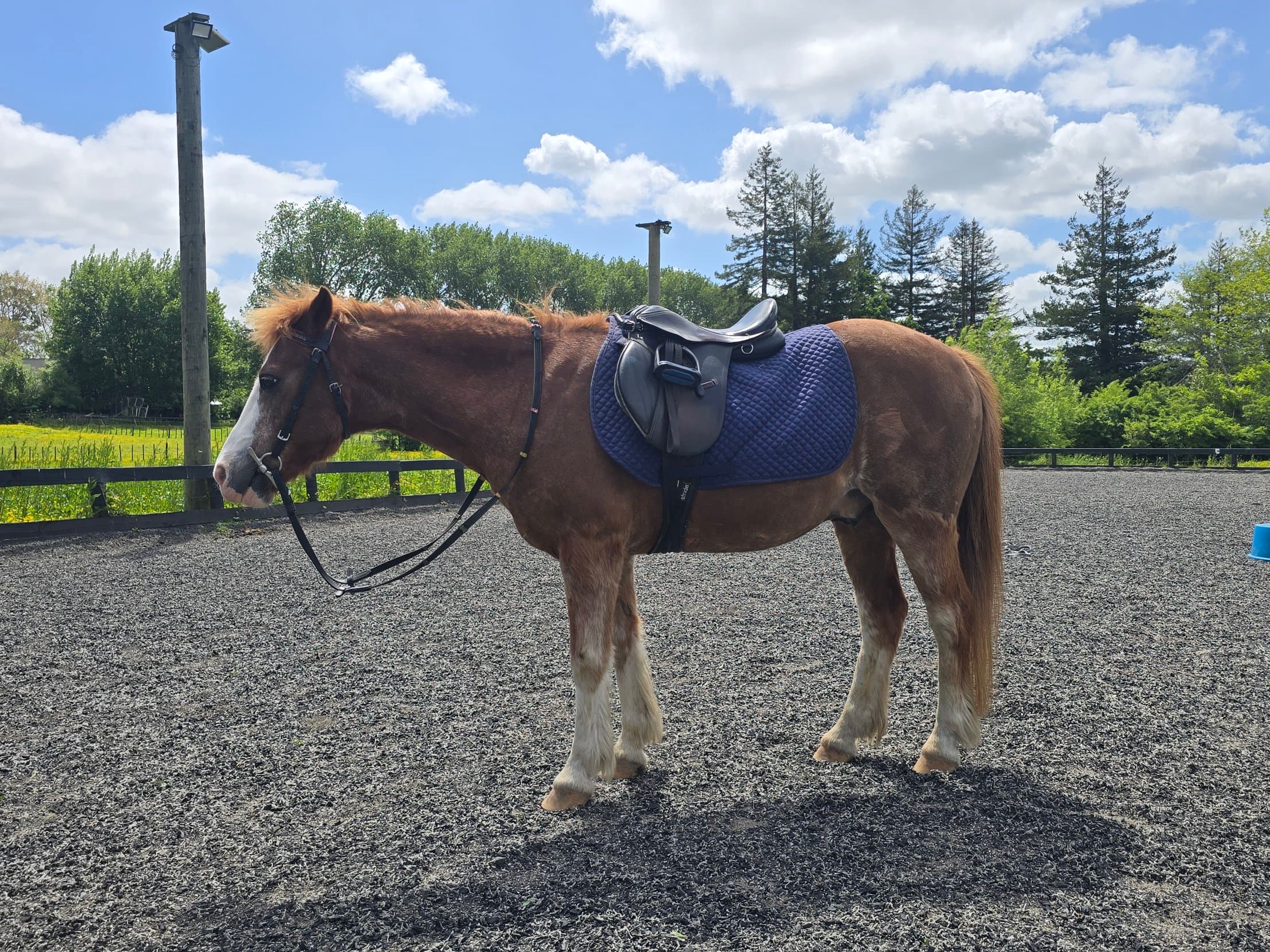 Charlie, one of the Southstar horses