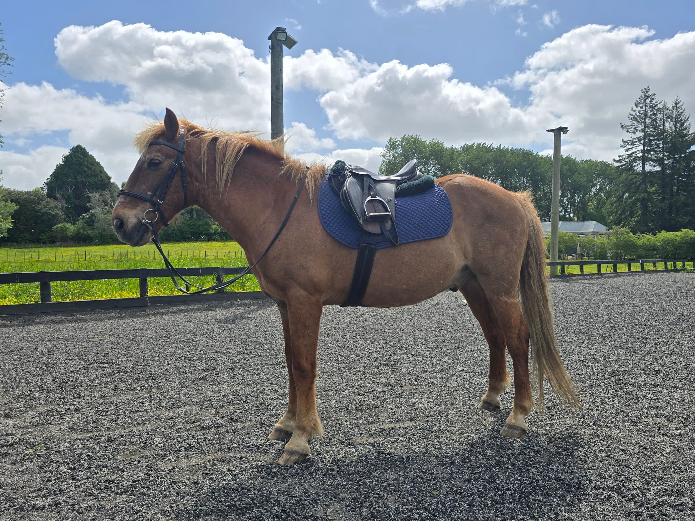 Dudley, one of the Southstar horses