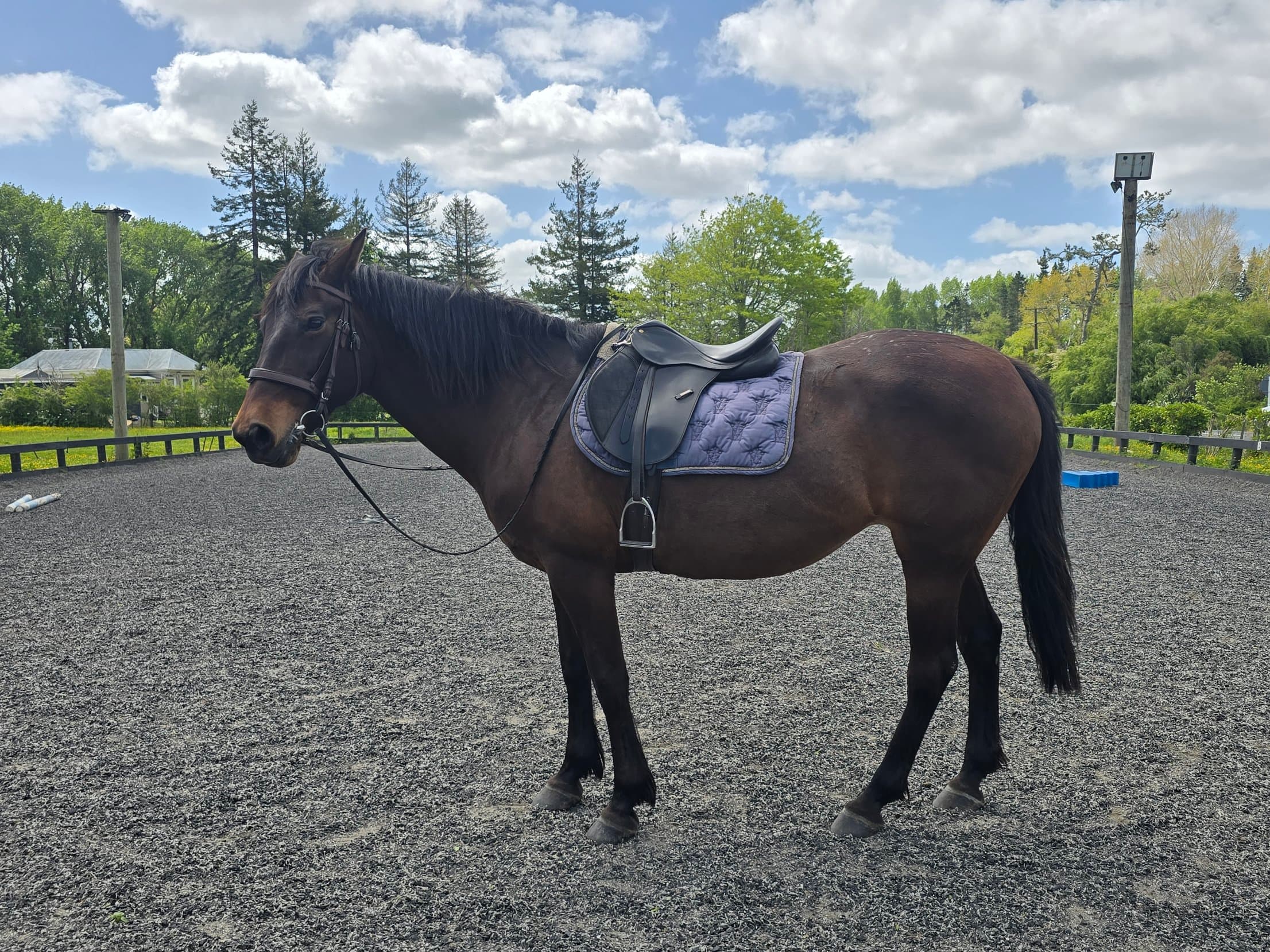 Morgan, one of the Southstar horses