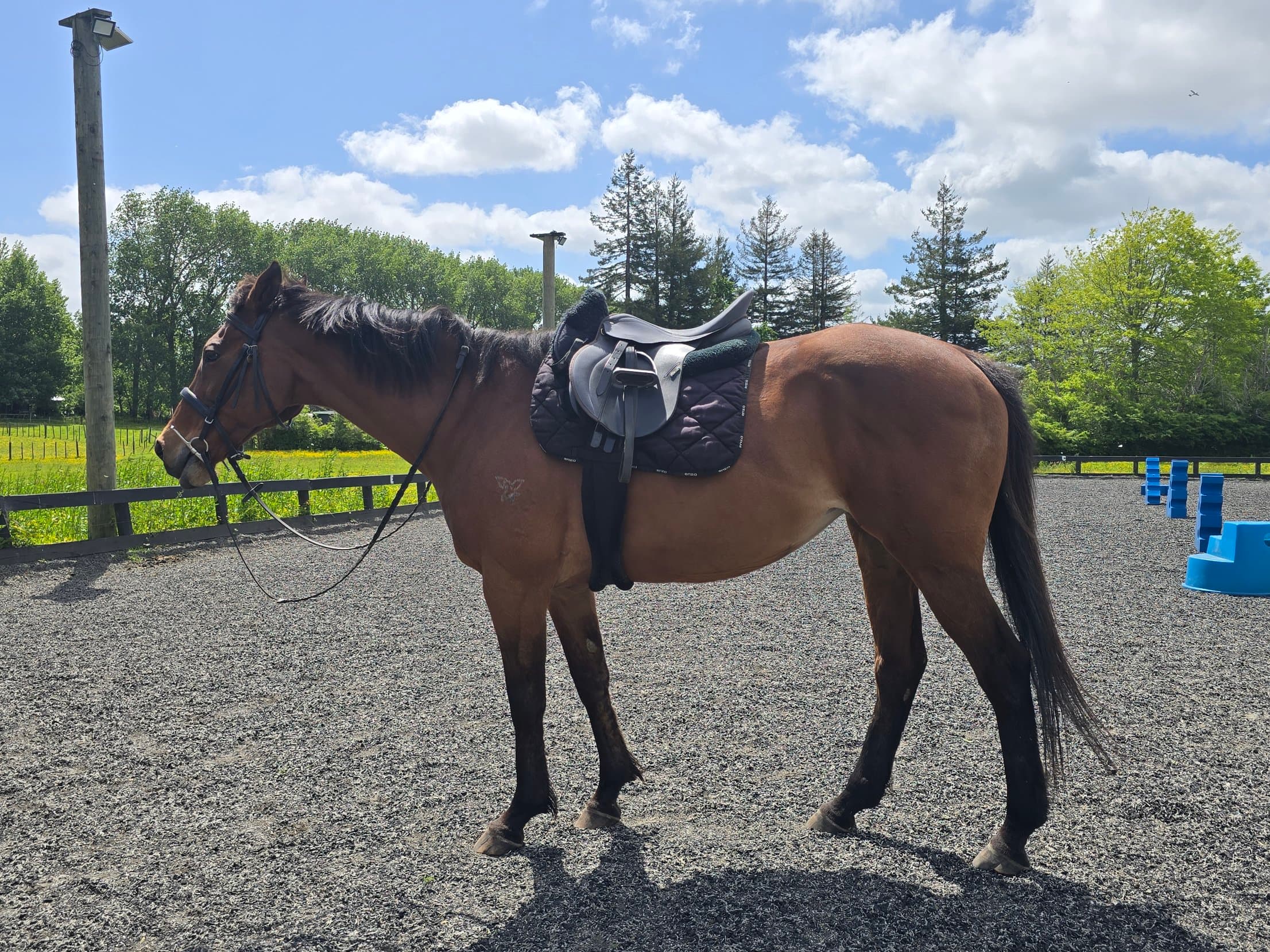 Jazz, one of the Southstar horses